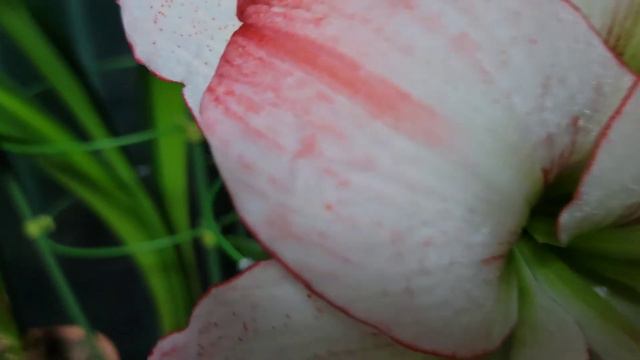 아마릴리스 7 아프로디테 Amaryllis  