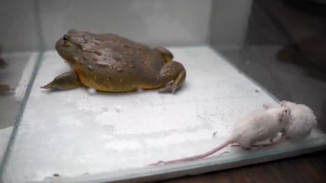 Гигантская африканская лягушка-бык поедает взрослых мышей Bullfrog Eats Mice Warning Live Feeding