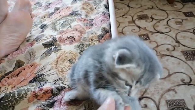 Новый питомец. Знакомьтесь Боня. Сноха подарила моей маме вислоухого котика. смотреть онлайн