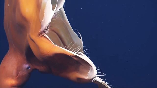Unusually Large Dumbo Octopus Sighting | Nautilus Live смотреть онлайн