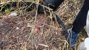 Урожай картофеля в высоких грядках Уника/Вместе с Цвергом