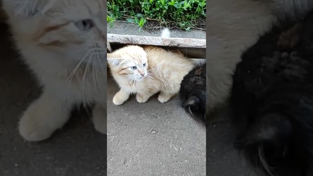 Чернуха всерьез взялся за воспитание Рыжика кот и котенок ? cat and kitten смотреть онлайн