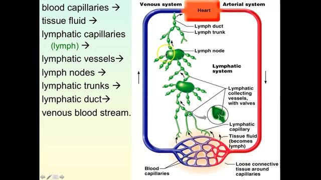 Brockmann Lymphatic system lecture part 1 of 2 смотреть онлайн