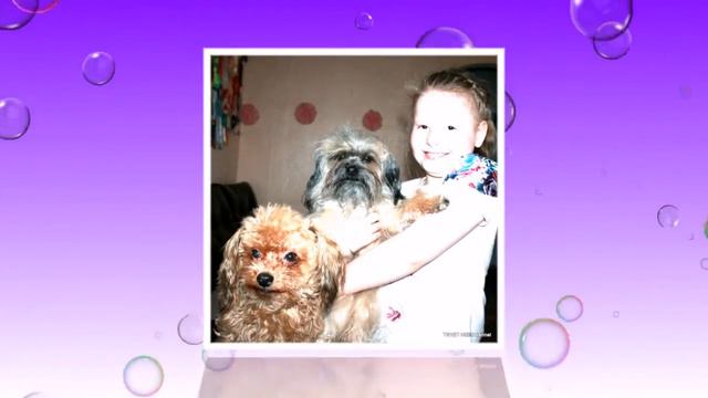 TSVET HIBIN kennel, Russkaya Tsvetnaya Bolonka смотреть онлайн