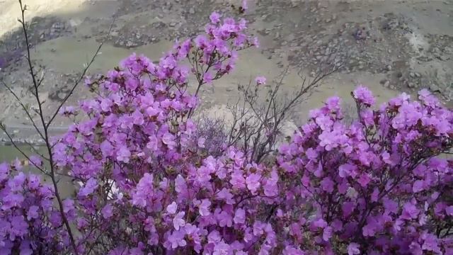 Алтай. Цветущий маральник смотреть онлайн