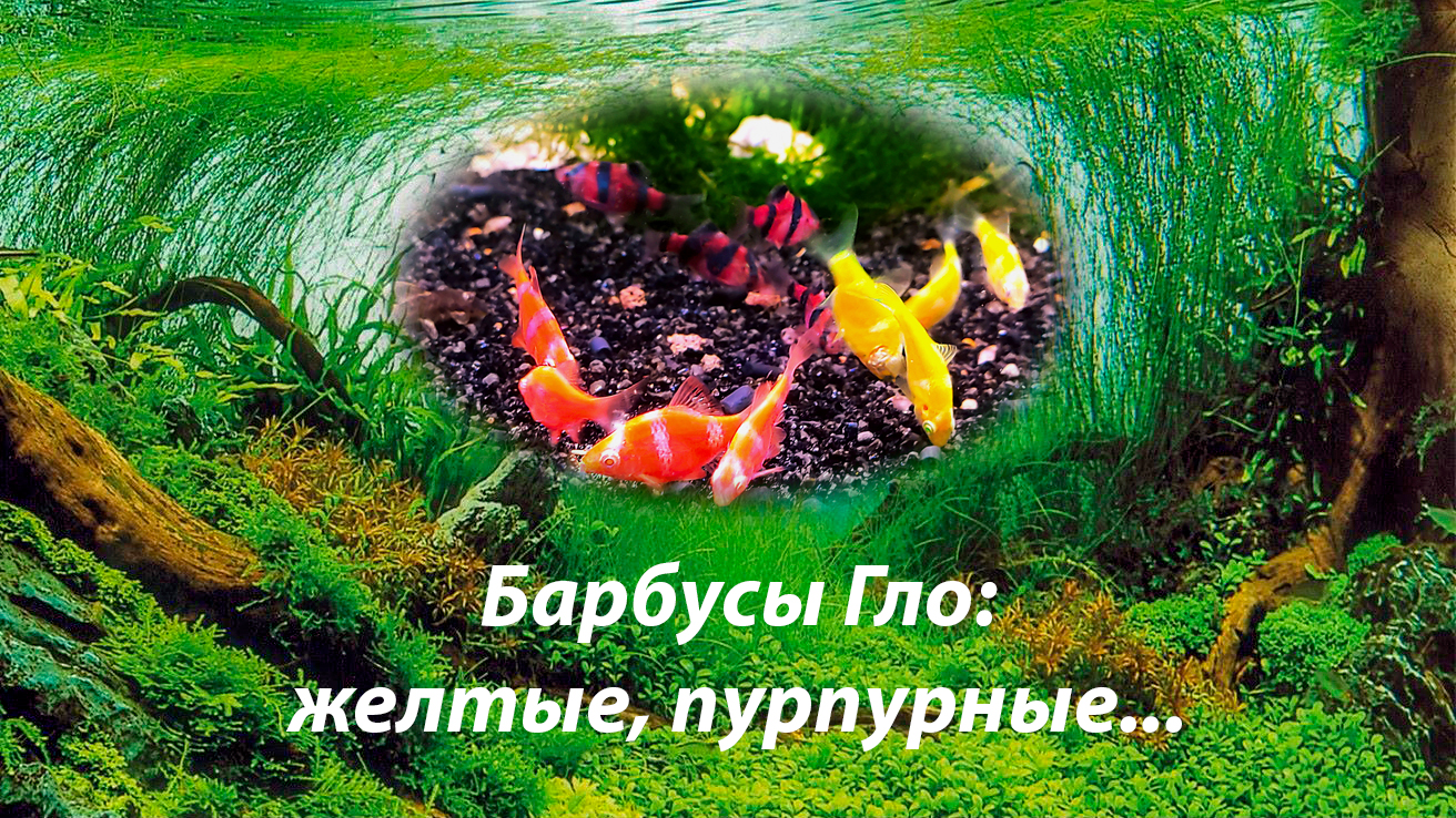 Барбусы Гло оранжевые Гонгконг, пурпурные и другие / Puntigrus Tetrazona GloFish