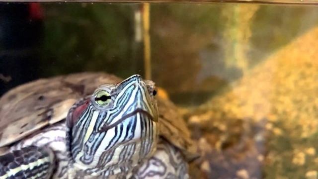 Уход и содержание красноухой черепахи 2| Аквариум и вода | Откуда брать воду? смотреть онлайн