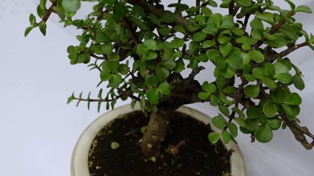 Mass-Produced Portulacaria Afra Bonsai to Beautiful Natural Bonsai Tree смотреть онлайн