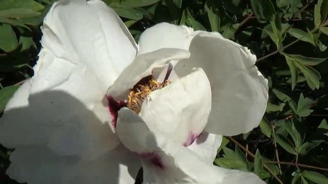 История одного древовидного пиона смотреть онлайн