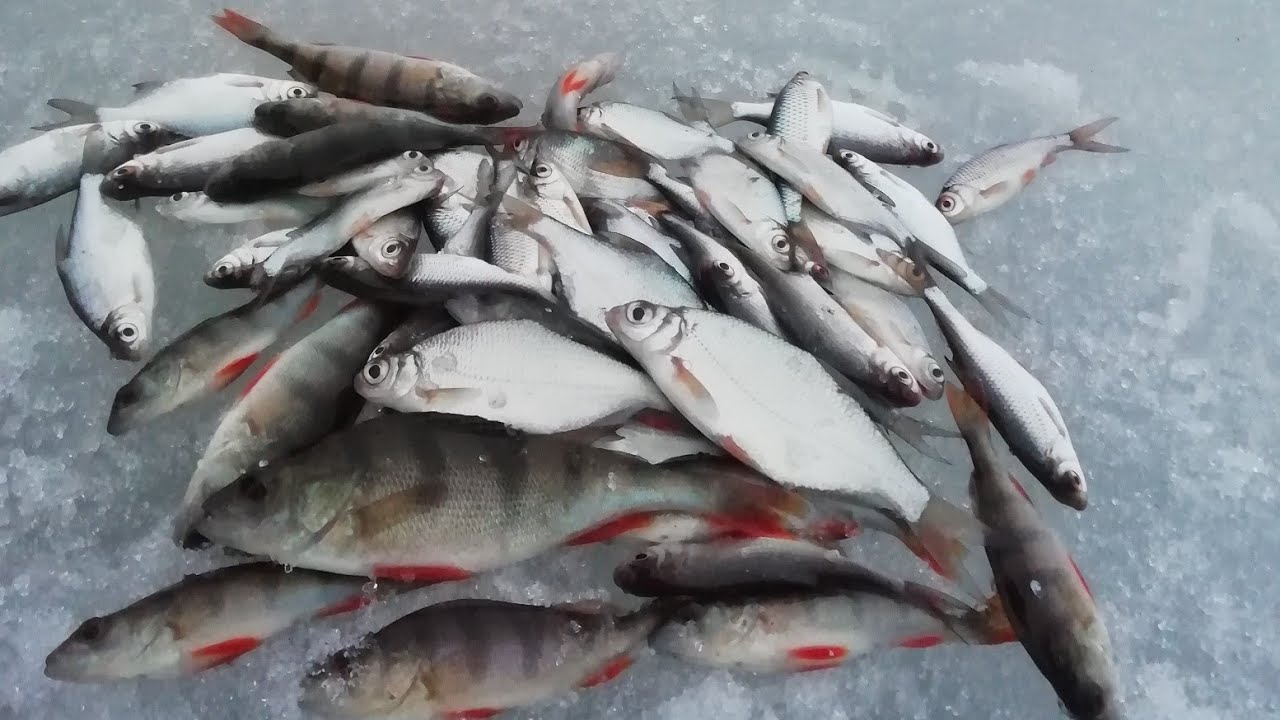 Закрытие зимнего сезона на мормышку.