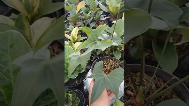 anthurium pterodactyl смотреть онлайн