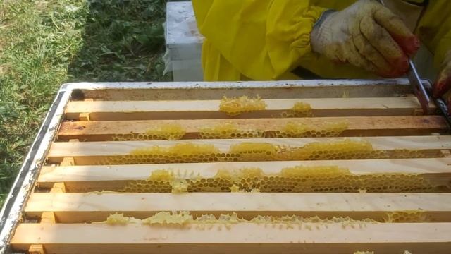 Воронежская область, забираем мёд на откачку.