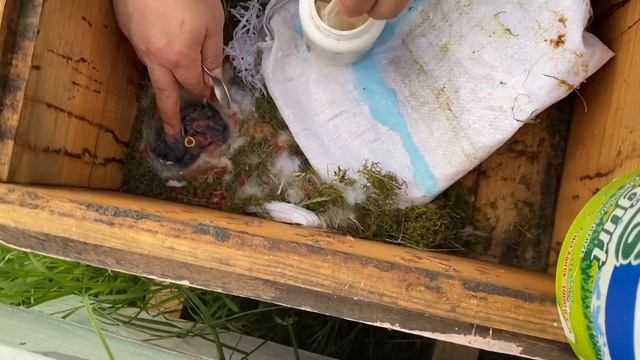 Bu yılda kovanımıza baştan kara yuva yaptı смотреть онлайн