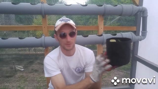 Как я сажу #острый #перец в тканевый #горшок #GrowNic смотреть онлайн