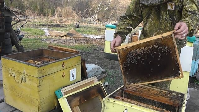 Как быстро и просто объединить две пчелиные семьи!? смотреть онлайн