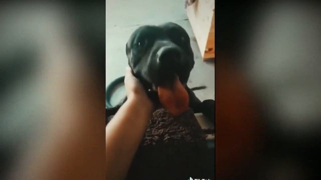 American Pitbull Terrier Top 10 Facts 1 смотреть онлайн