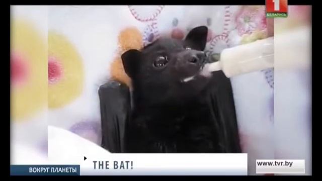 Детеныш летучей мыши пьет банановый смузи. Вокруг планеты смотреть онлайн