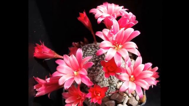 LA INCREIBLE y EXTRAÑA BELLEZA de los CACTUS del AÑO 2022 Dj kikito смотреть онлайн