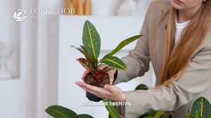 Кодиеум - рекомендации по уходу