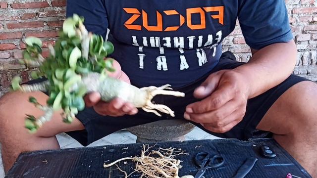 Repotting Dan Seleksi Akar Adenium DHA Medusa || Dorset Horn Adenium