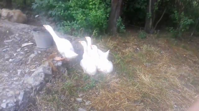 заготоака віників на зиму козам смотреть онлайн