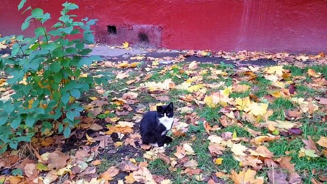 КУЗЬМИНКИ. Москва. Район ЮВАО. Цены. Экология. Обзор.