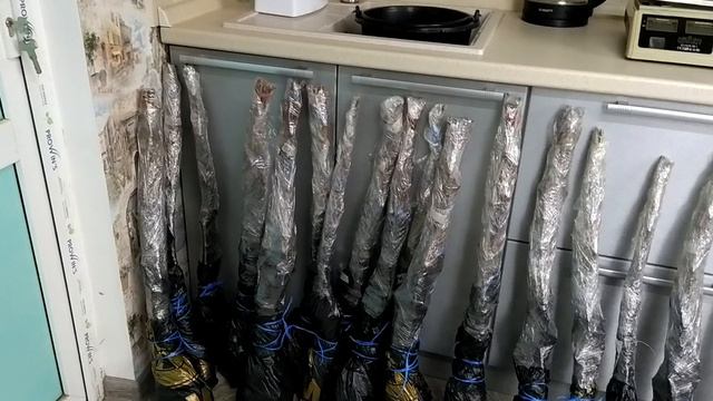 упаковка и рассылка саженцев смотреть онлайн