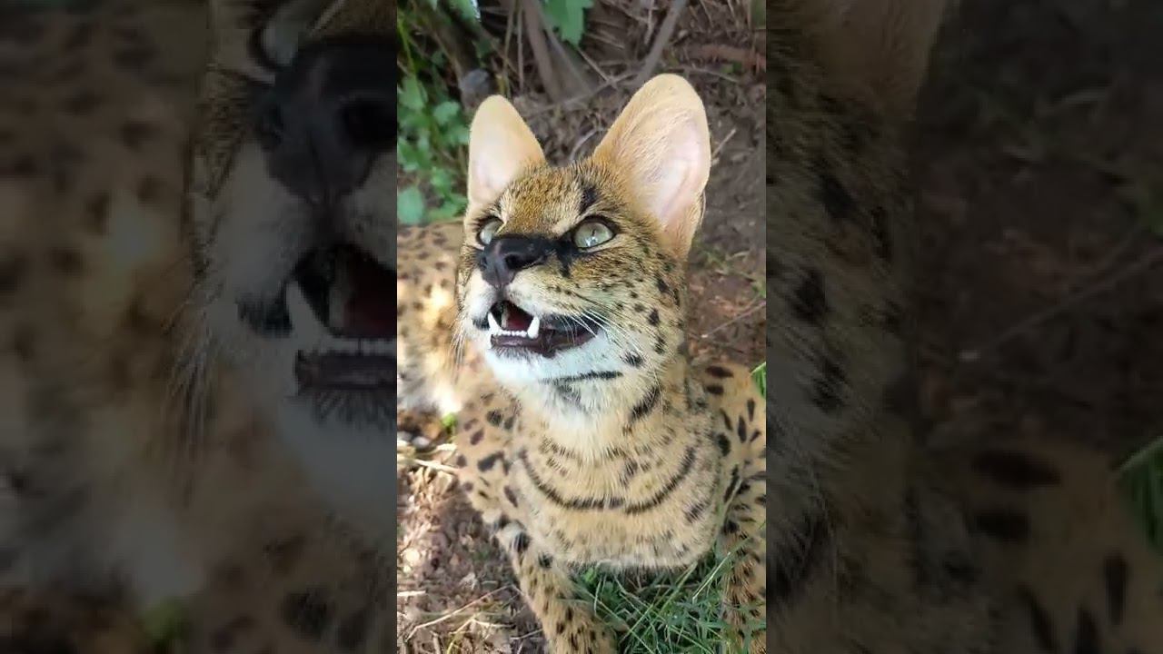 Зеленоглазая сервал Валюша. Green-eyed serval Valyusha смотреть онлайн