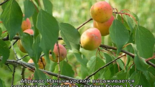 Абрикос Маньчжурский смотреть онлайн