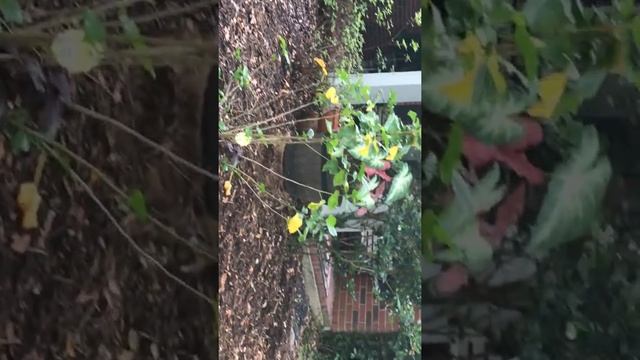 Shade garden tips смотреть онлайн