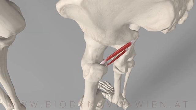Hip Rotator Series Part 4: Gemellus Superior & Inferior (3D Animation) смотреть онлайн