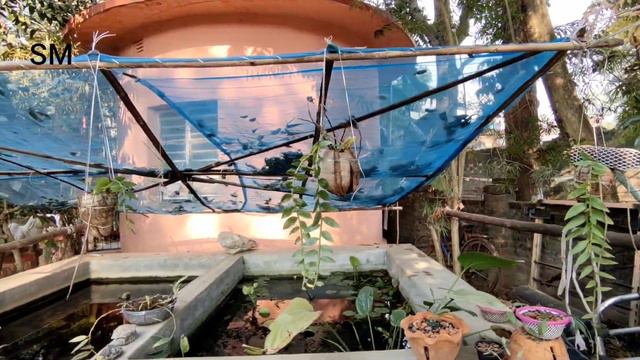 Dendrobium Aphyllum orchid plant смотреть онлайн