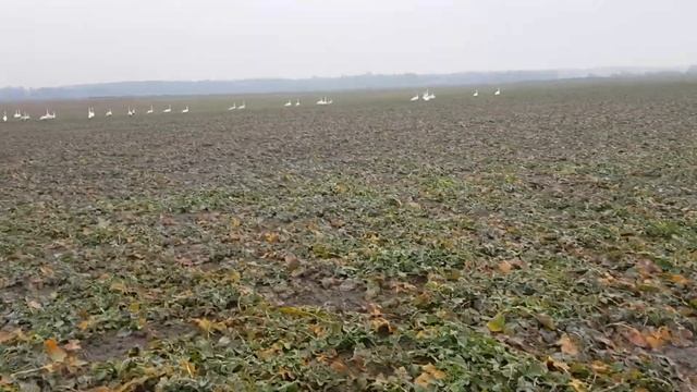 Озимый рапс и лебеди, питаются растениями культуры смотреть онлайн