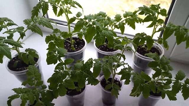 Знакомство с проектом Гном Томатный в 2021 году. Dwarf tomato project. Видео 1. смотреть онлайн