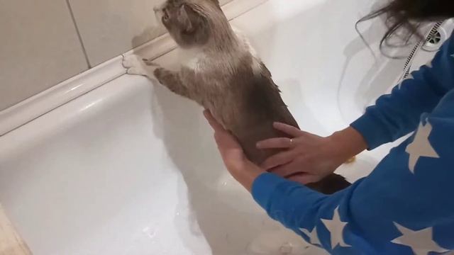 Кошки против Воды Кошачий триллер смотреть онлайн