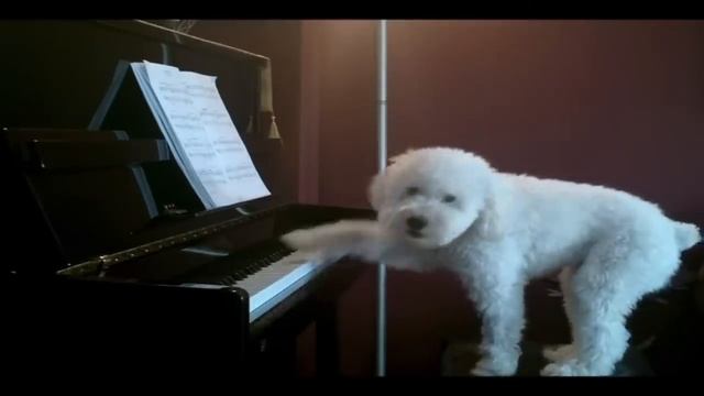Собака играет на пианино и поёт смотреть онлайн