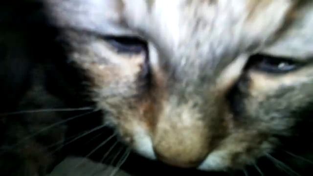 Cat Is Going To Sleep Марфа крупным планом Готовится ко сну