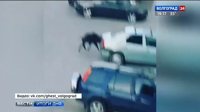 Прогулка кабана по Волгограду. Зоологи не рекомендуют контактировать с дикими животными смотреть онлайн