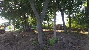 Выкорчевывание пней