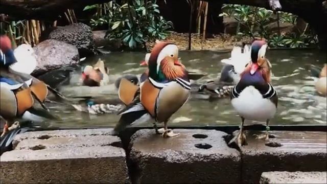 11 самых красивых животных в мире. Интересные факты о животных смотреть онлайн