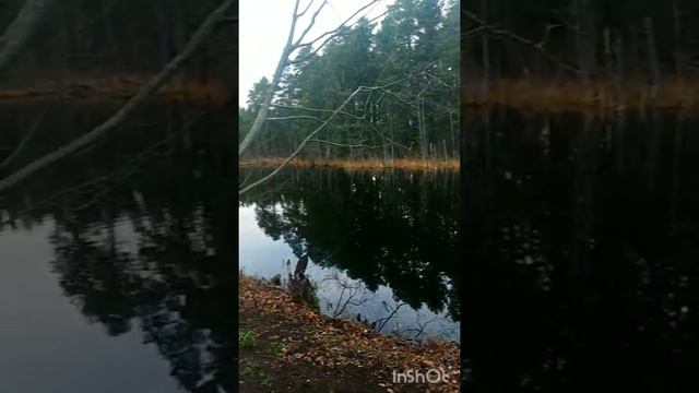 Приморский парк Сосновый Бор Ленинградская область смотреть онлайн