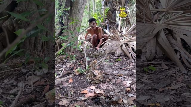 Snake Tv - Find Wood Meet Big Python Snake смотреть онлайн