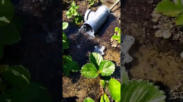 Созрела КЛУБНИКА! // Stardew Дача №6 смотреть онлайн