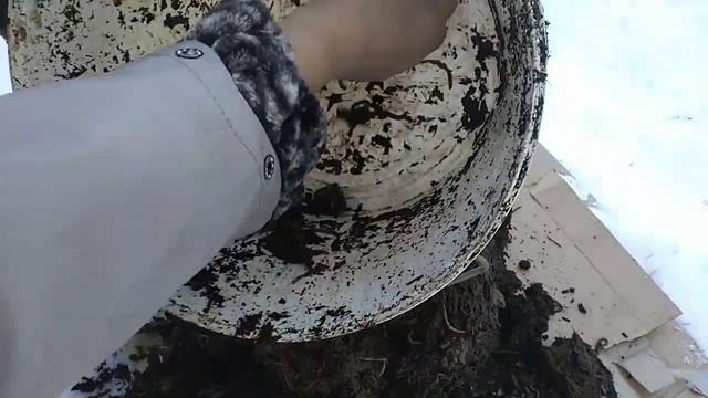 Заготовка красных червей для весенней подлёдной рыбалки. смотреть онлайн