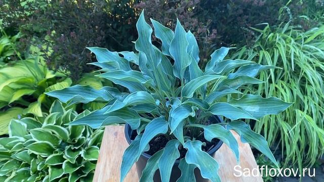 Синеватая хоста Ритм Энд Блюз Rhythm And Blues в моем саду смотреть онлайн