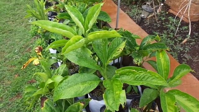 Progress of Amorphophallus titanum seedlings after 7-8 months from seed смотреть онлайн