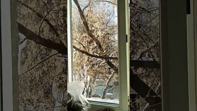 Прыжки белки с балкона на дерево и обратно#nature#белка#squirrel#animals#2023 смотреть онлайн