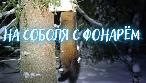 ОХОТА НА СОБОЛЯ. Серия № 11. Проверяю путики #на соболя смотреть онлайн