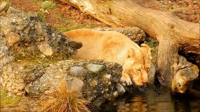 Lion Facts For Kids | Interesting Educational Video About Lions For Children | Fun Facts