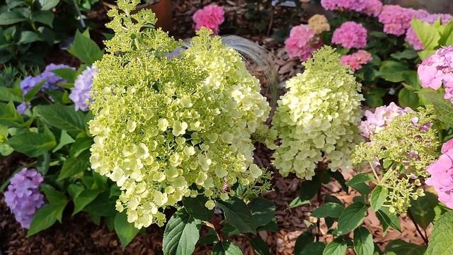 Начало цветения метельчатой гортензии Сандей Фрайз/ Sundae Fraise (21.07) в Подмосковье? смотреть онлайн